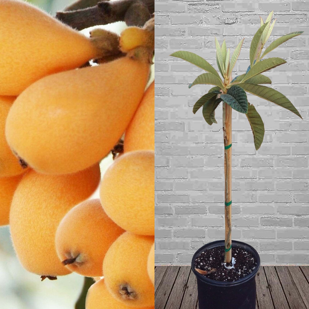 Loquat (Big Jim) Tropical Fruit Tree | www.seedsplantworld.com