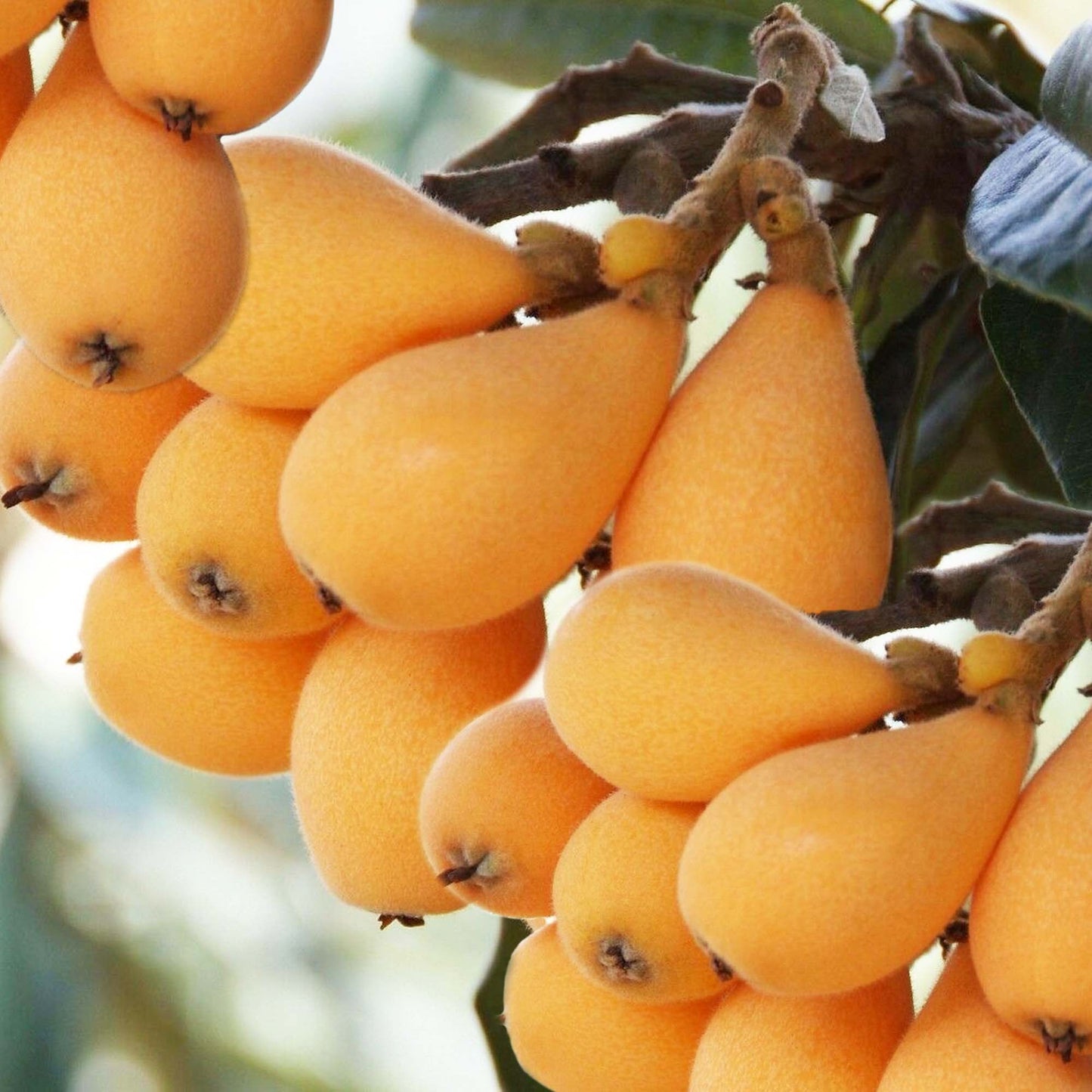 Loquat (Big Jim) Tropical Fruit Tree