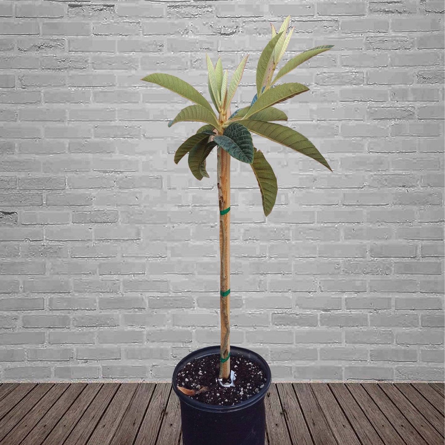 Loquat (Big Jim) Tropical Fruit Tree