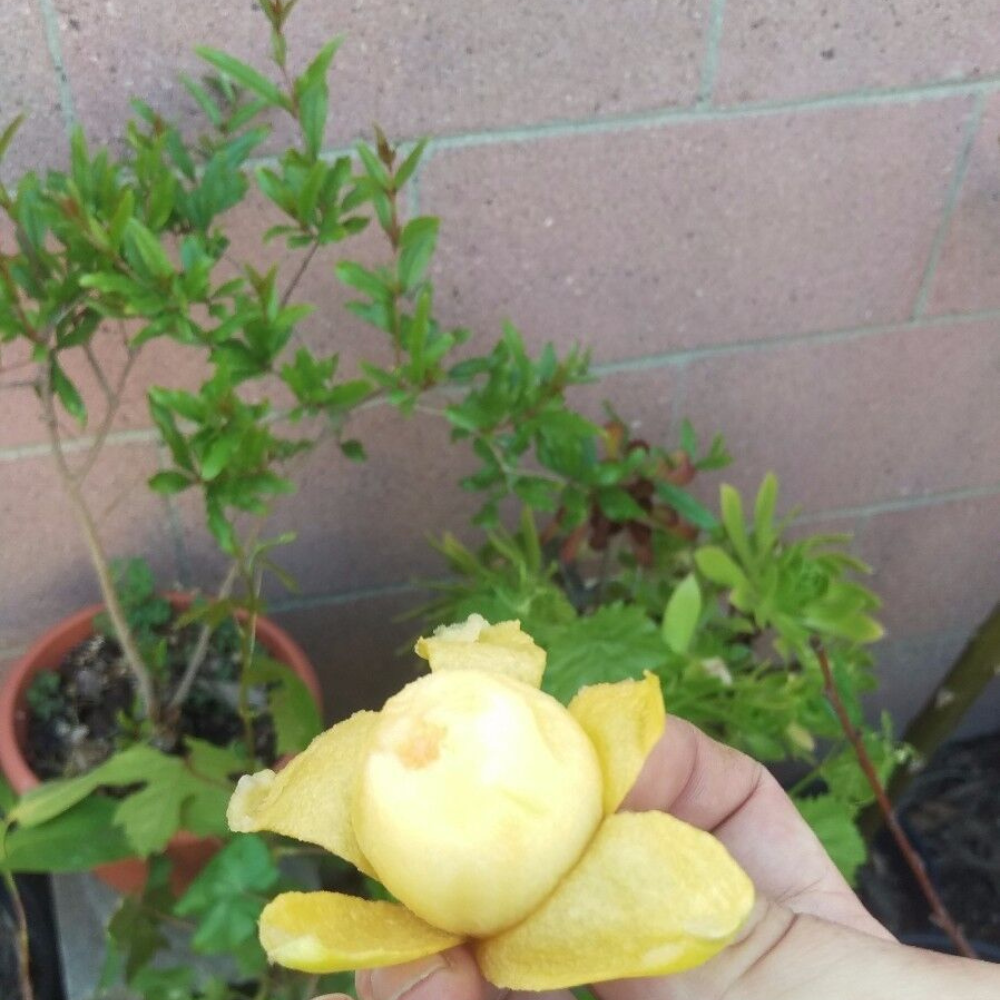 Loquat (Big Jim Seedling) Tropical Fruit Tree (15~20 Inch Height)