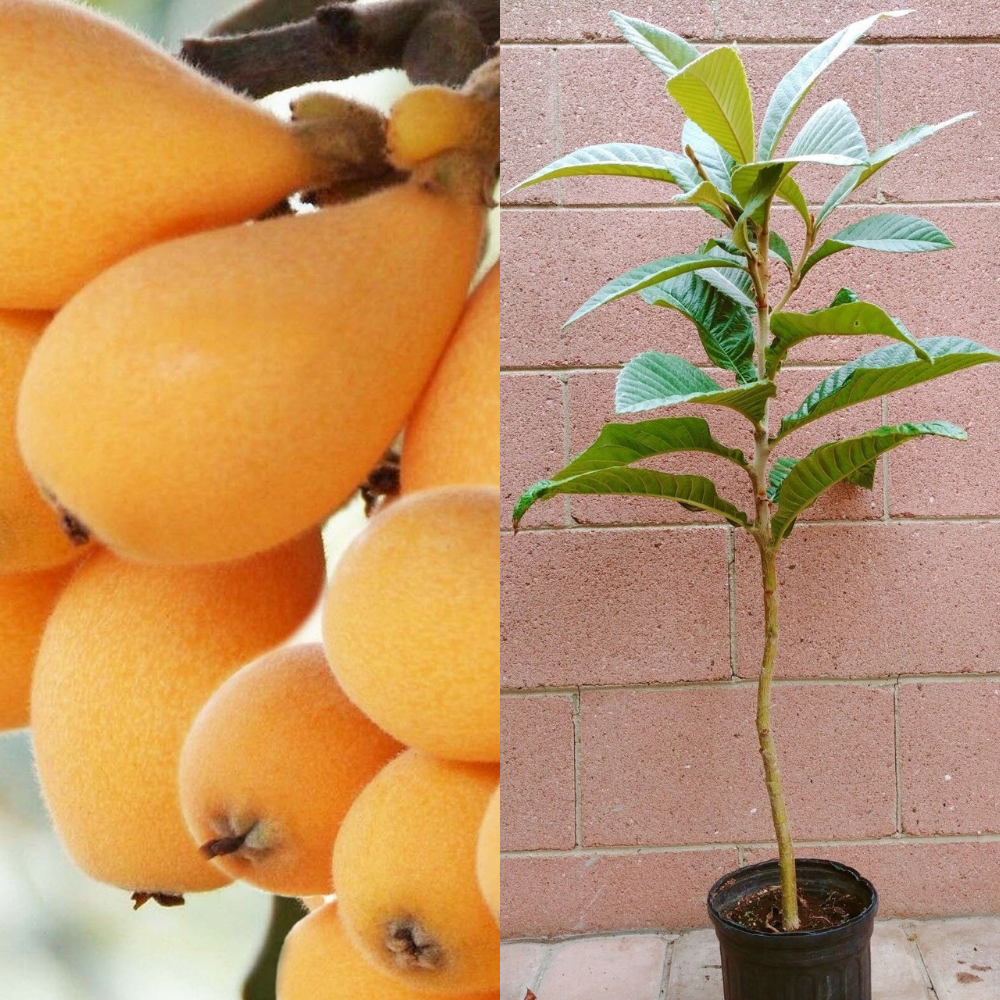 loquat plant from seed Loquat (Big Jim Seedling) Tropical Fruit Tree (3~4 Feet Height)