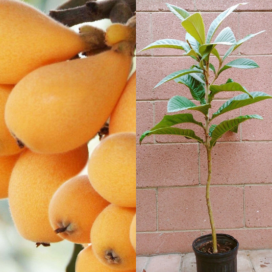 Loquat (Big Jim Seedling) Tropical Fruit Tree (3~4 Feet Height) | www.seedsplantworld.com