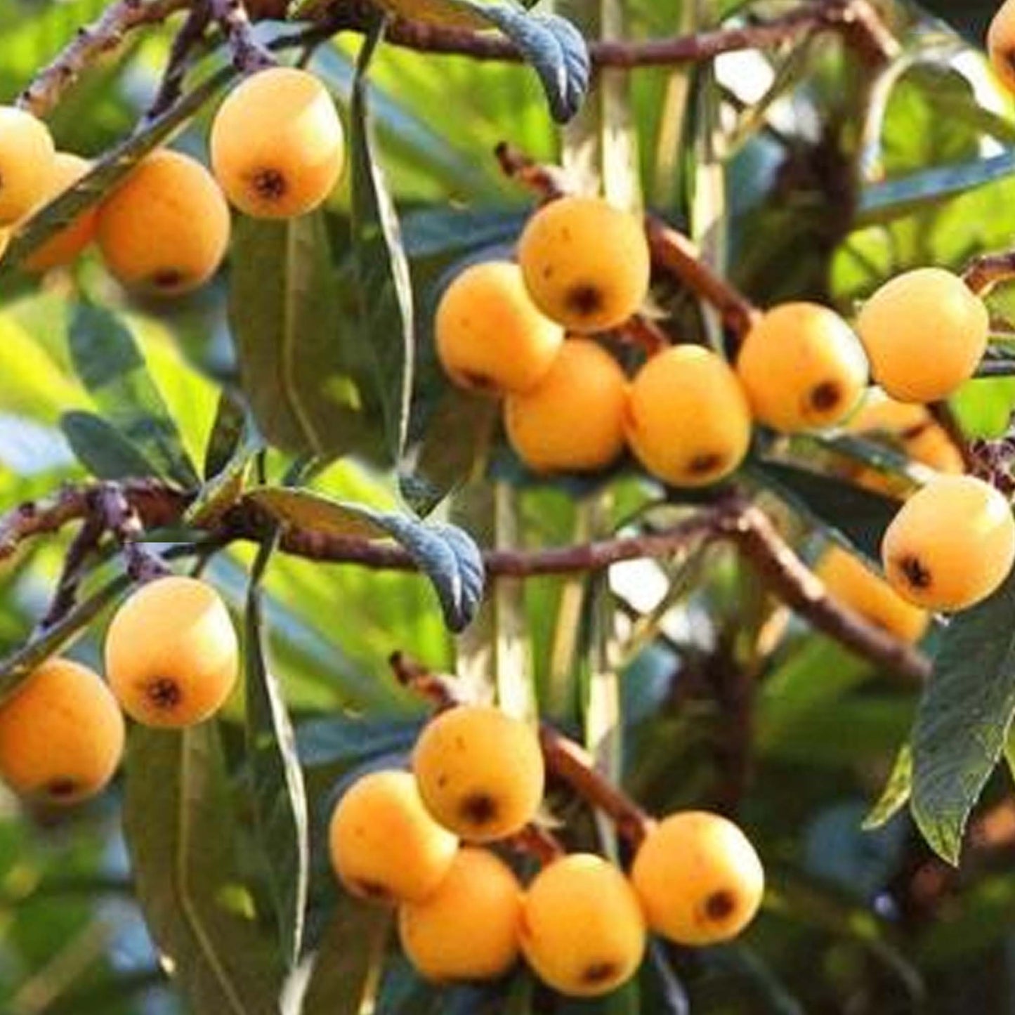 Loquat (Big Jim Seedling) Tropical Fruit Tree (3~4 Feet Height)
