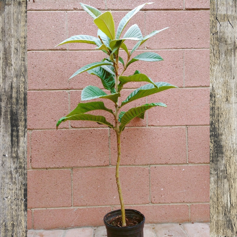 Loquat (Big Jim Seedling) Tropical Fruit Tree (3~4 Feet Height)