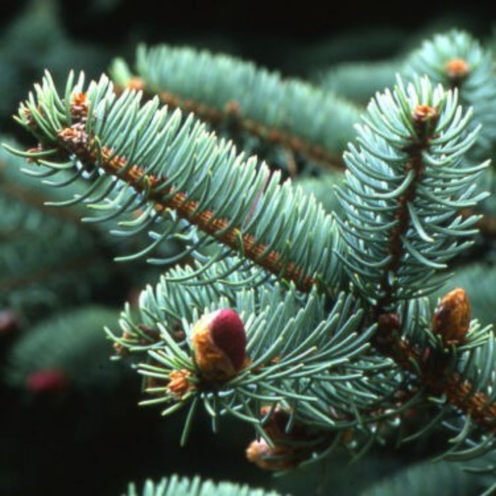 5 Picea Crassifolia Qinghai Spruce Seeds For Planting | www.seedsplantworld.com