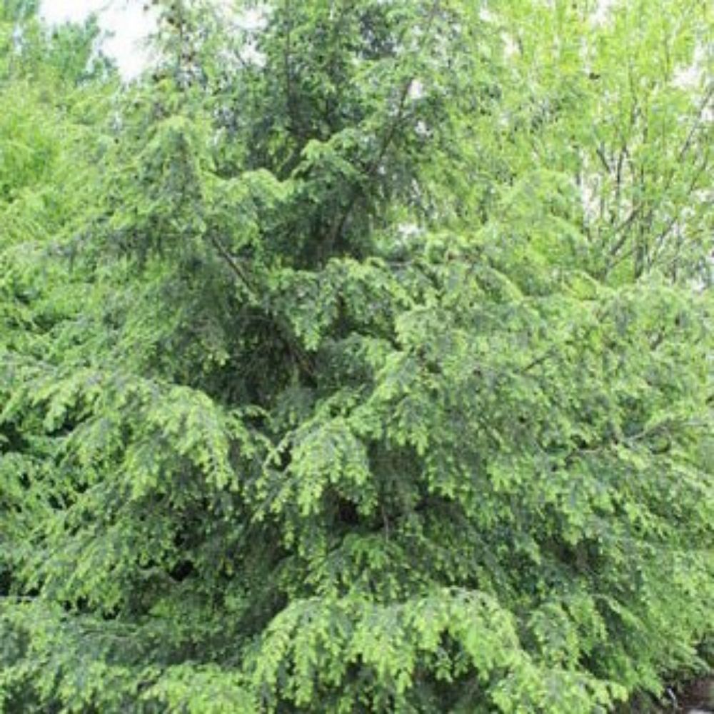 5 Tsuga Canadensis Eastern Hemlock Tree Seeds For Planting | www.seedsplantworld.com