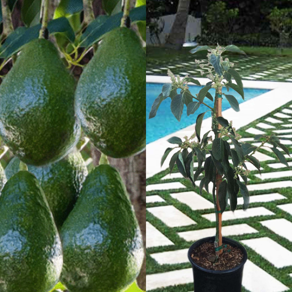 Avocado Dwarf Little Cado Grafted Plants Fruit Tree
