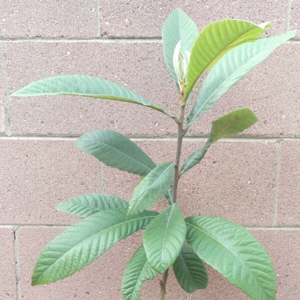 Loquat (Big Jim Seedling) Tropical Fruit Tree (25~30 Inch Height)