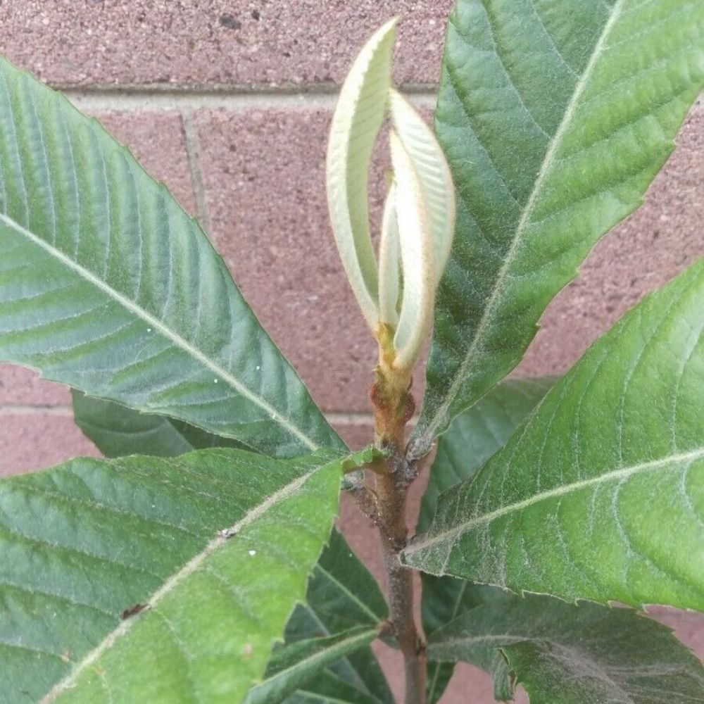 Loquat (Big Jim Seedling) Tropical Fruit Tree (25~30 Inch Height)