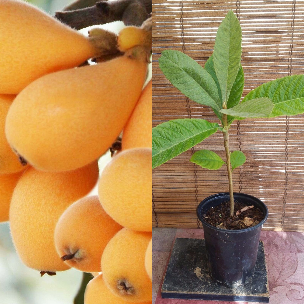 plant loquat seeds Loquat (Big Jim Seedling) Tropical Fruit Tree (15~20 Inch Height)
