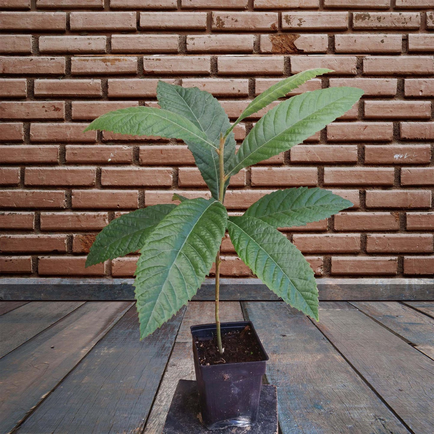 Loquat (Big Jim Seedling) Tropical Fruit Tree (15~20 Inch Height)
