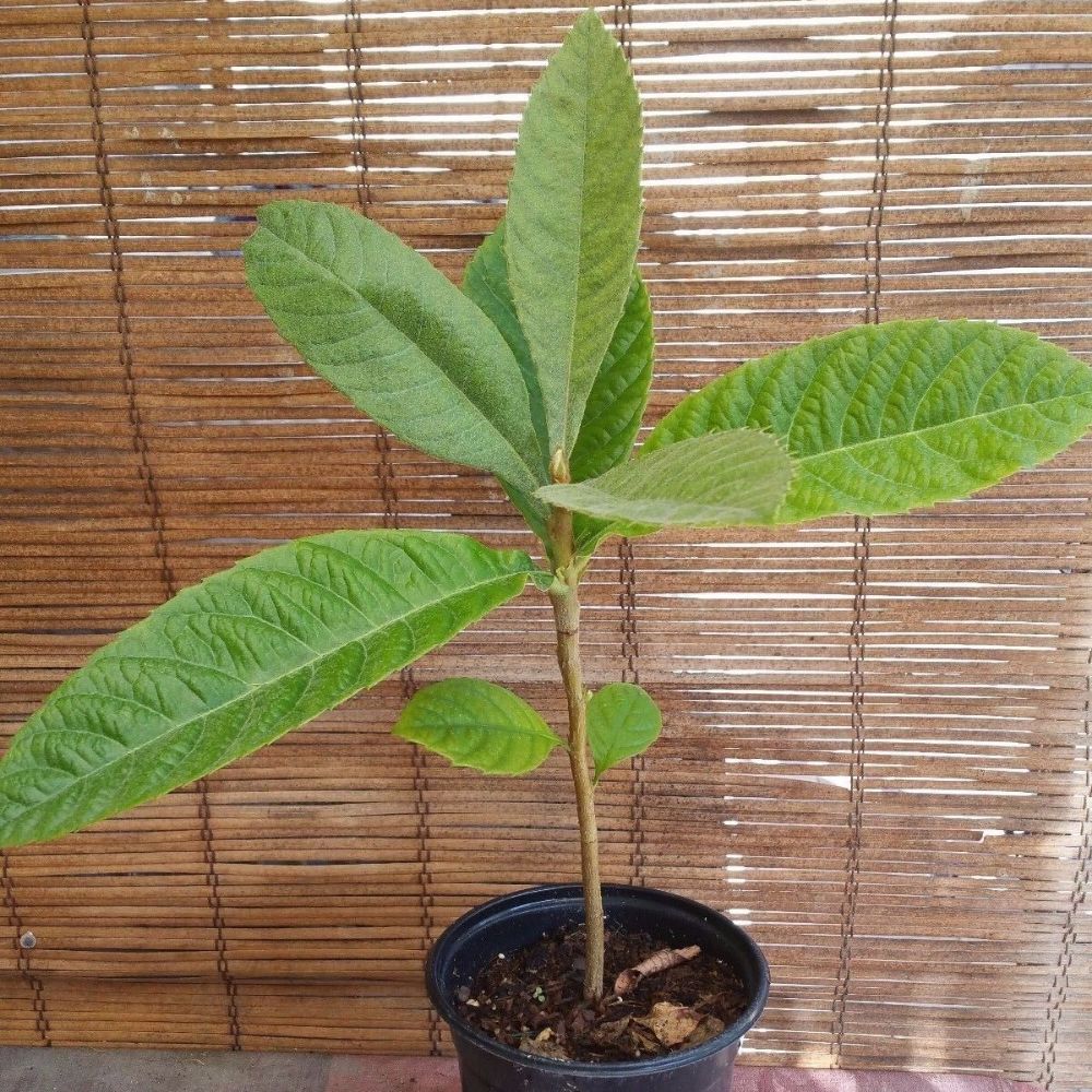 Loquat (Big Jim Seedling) Tropical Fruit Tree (15~20 Inch Height)