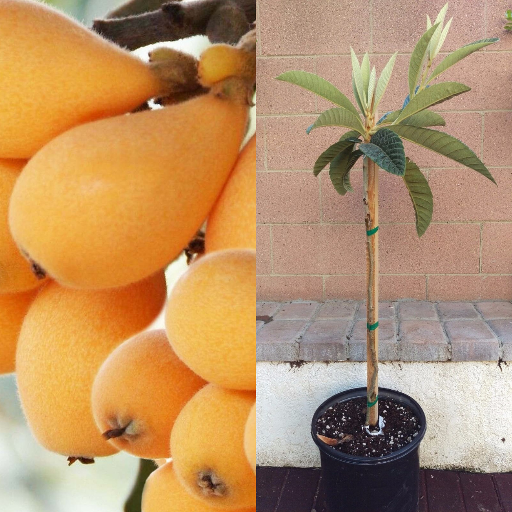 Loquat (Gold Nugget Varieties) Tropical Fruit Tree | www.seedsplantworld.com