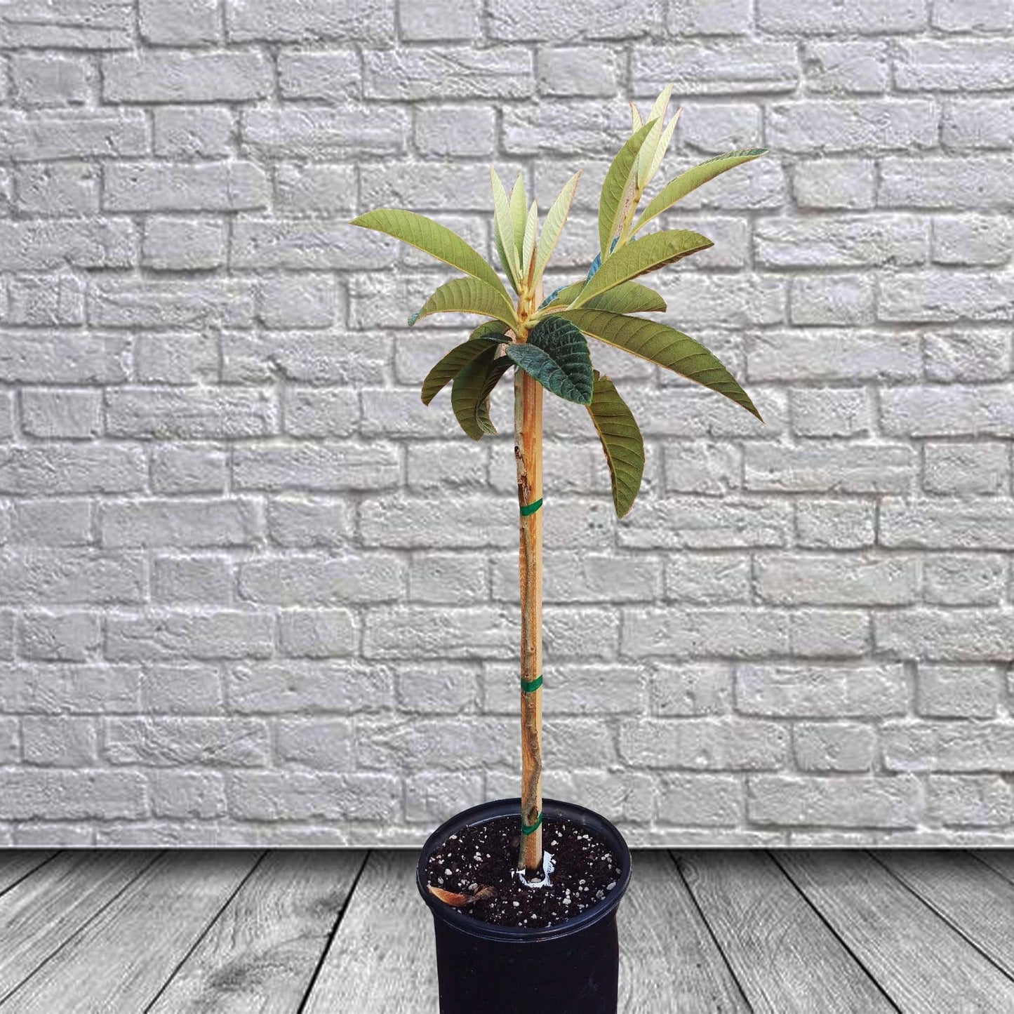 Loquat (Gold Nugget Varieties) Tropical Fruit Tree