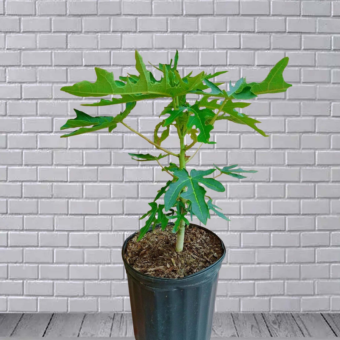 Mexican Papaya (Carica Papaya) Tropical Fruit Tree