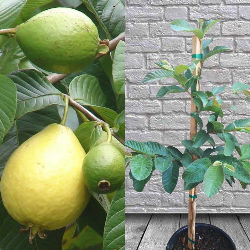 Guava Live Plant, Red Guava Tree Live Plant In Pot, 12 To 16 Inches Sweet Fruit Outdoor Growing Guava Live Plant, Red Guava Tree Live Plant In Pot, 12 To 16 Inches Sweet Fruit Outdoor Growing