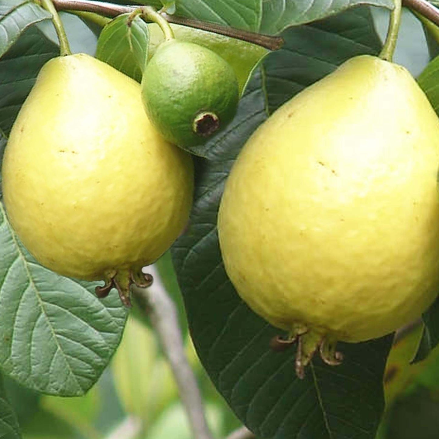 Pink Guavas Ruby Supreme Tropical Fruit Tree