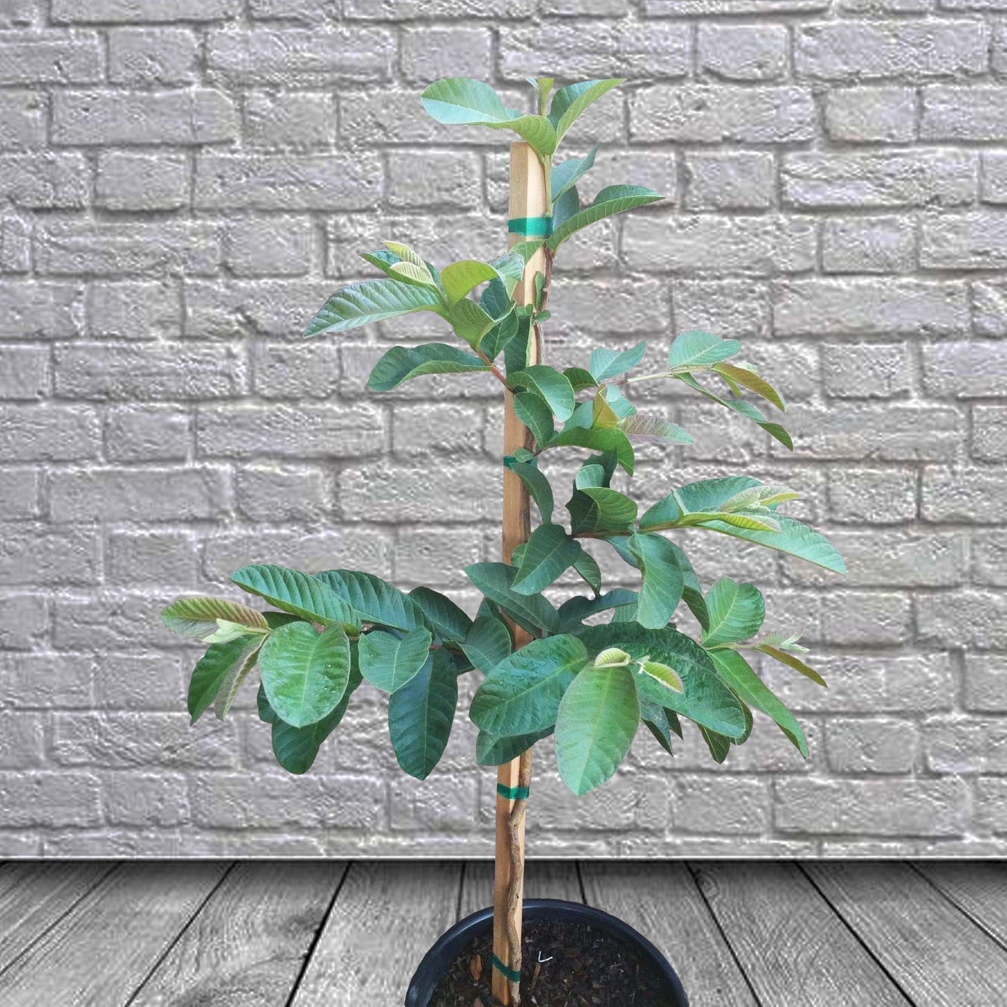 Pink Guavas Ruby Supreme Tropical Fruit Tree