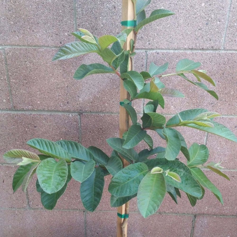 Pink Guavas Ruby Supreme Tropical Fruit Tree