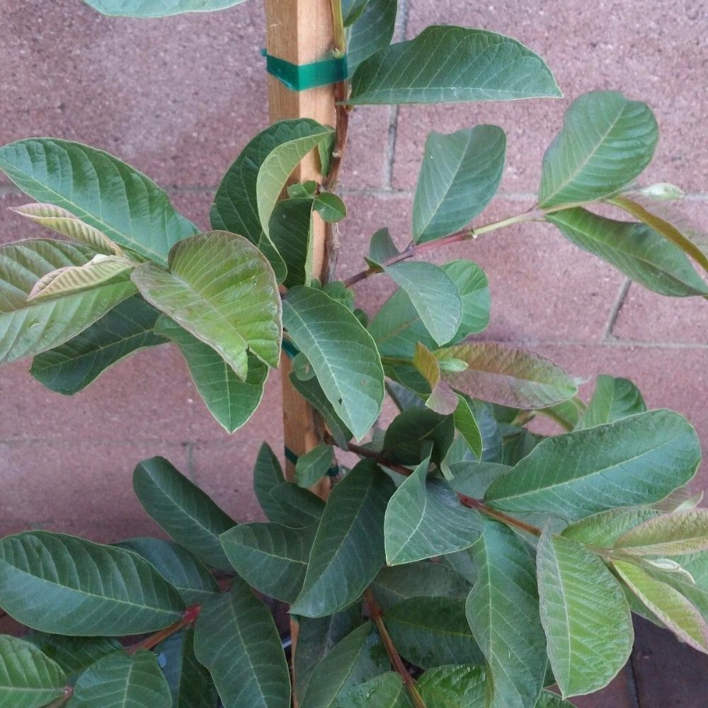 Pink Guavas Ruby Supreme Tropical Fruit Tree