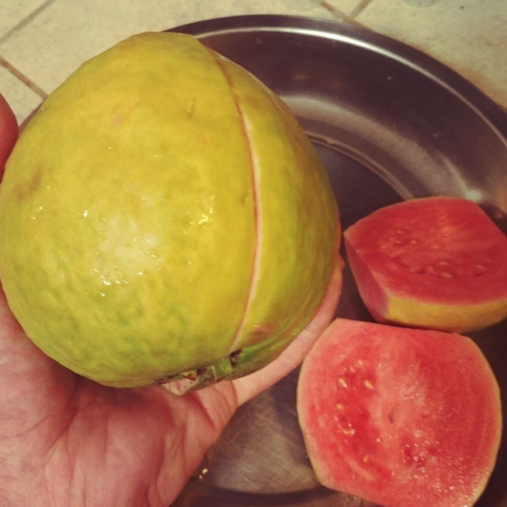 Pink Guavas Ruby Supreme Tropical Fruit Tree