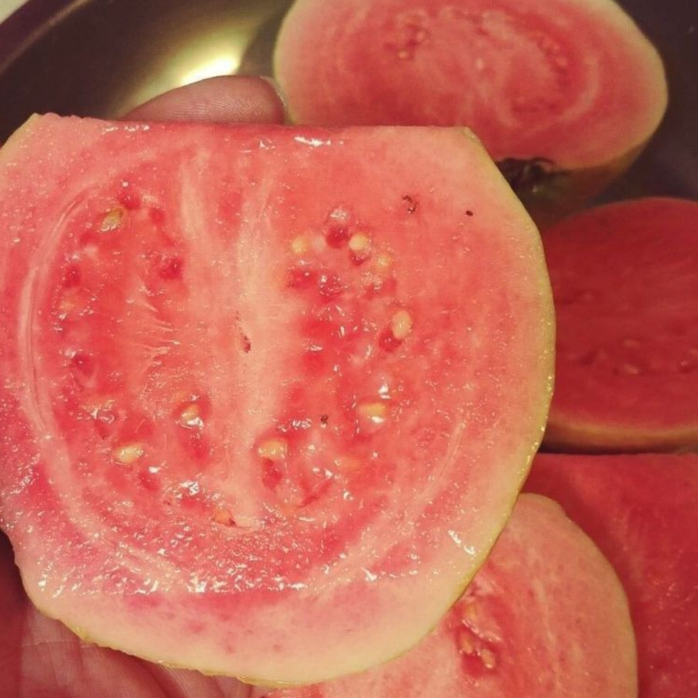 Pink Guavas Ruby Supreme Tropical Fruit Tree