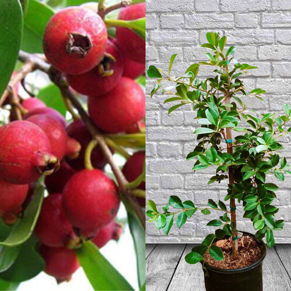 growing strawberry guava from seed Strawberry Guava Tropical Fruit Tree