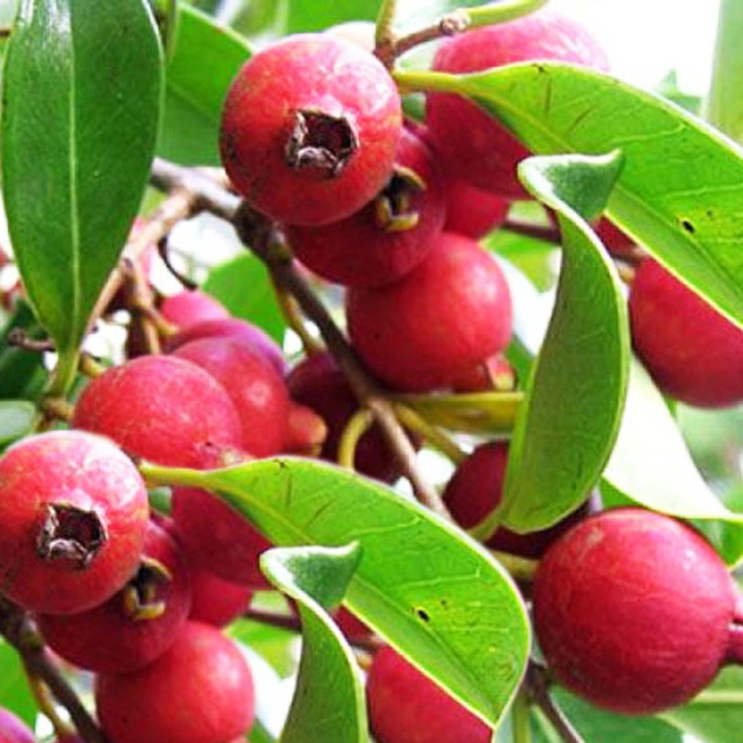 Strawberry Guava Tropical Fruit Tree