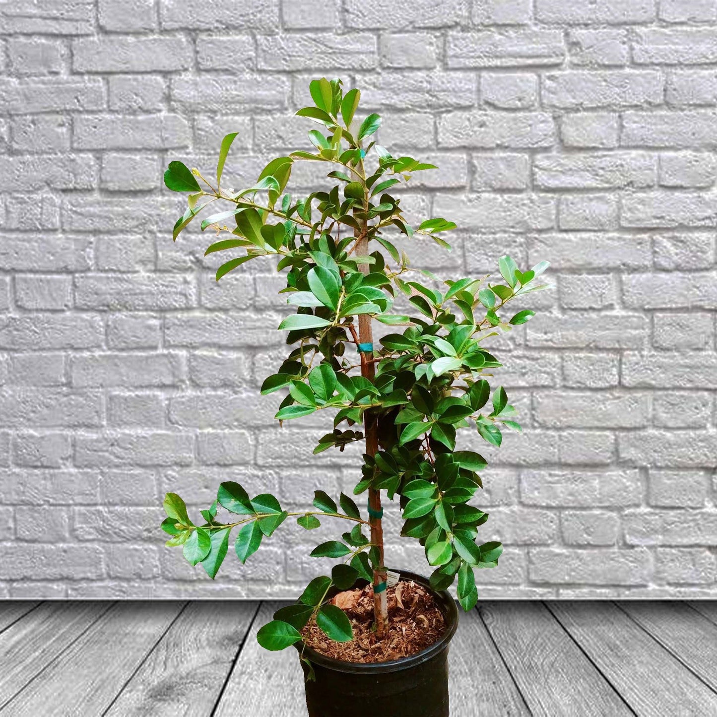 Strawberry Guava Tropical Fruit Tree