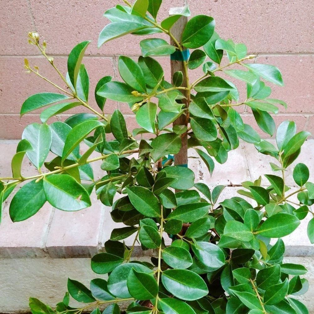 Strawberry Guava Tropical Fruit Tree