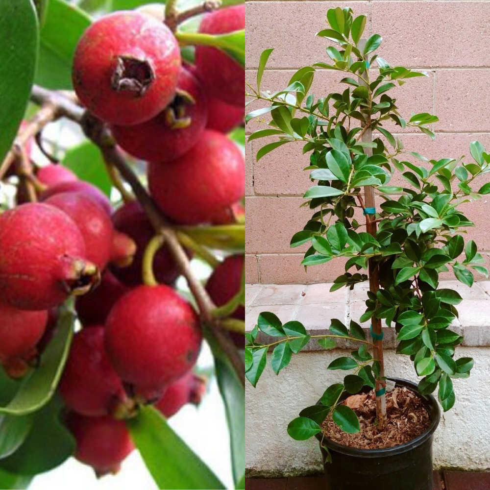 Strawberry Guava Tropical Fruit Tree