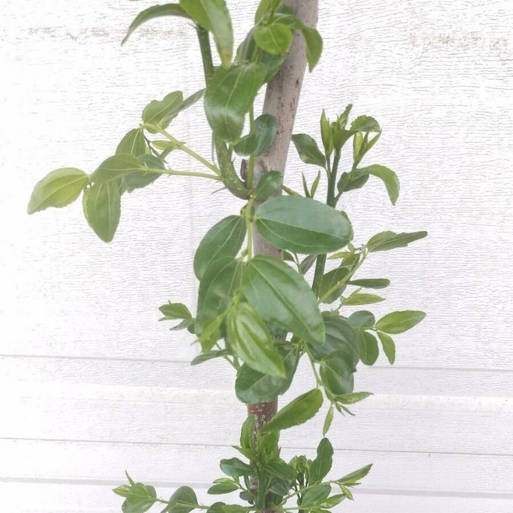 Chinese Jujube Li Variety Fruit Tree For Planting