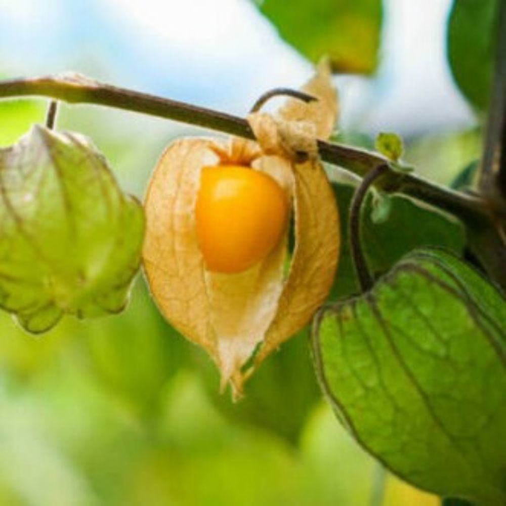 Golden Berry Physalis Edulis Live Plant Fruit Tree