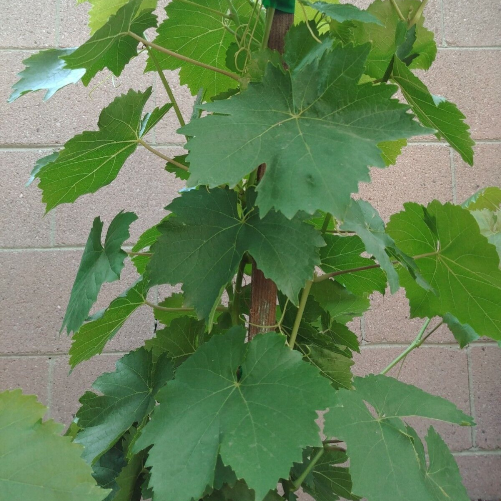 Thompson Seedless Grape Vine Fruit Tree (3~4 Feet Height)