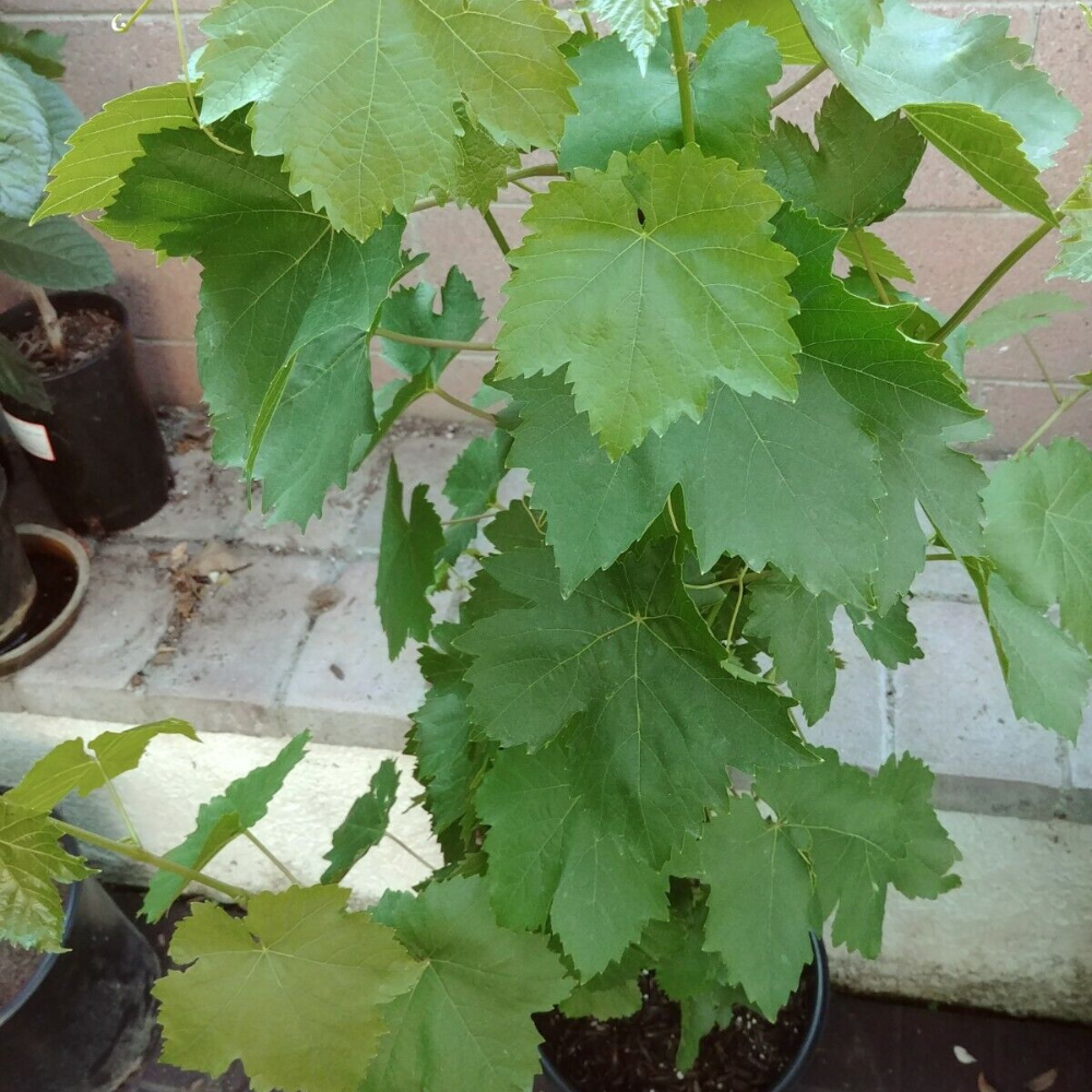 Thompson Seedless Grape Vine Fruit Tree (3~4 Feet Height)