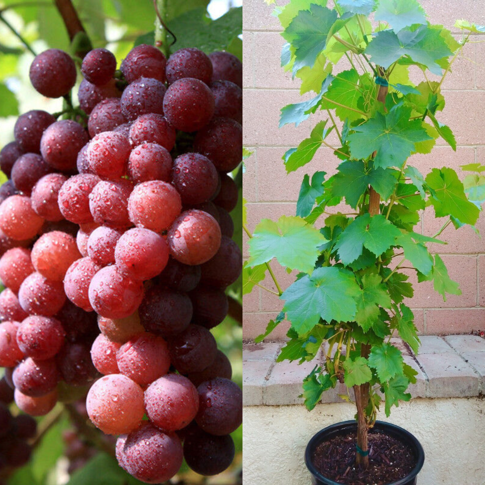 Red Flame Seedless Grape Vine Fruit Tree (25~30 Inch Height) | www.seedsplantworld.com