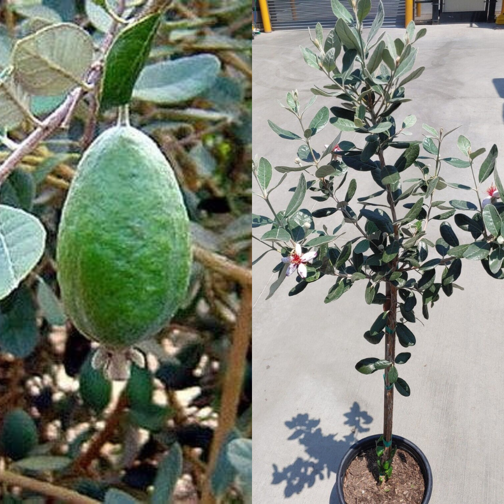 buy pineapple guava plant Pineapple Guava (Feijoa Sellowiana 'Nazemetz') Tropical Fruit Tree (4~5 Feet Height)