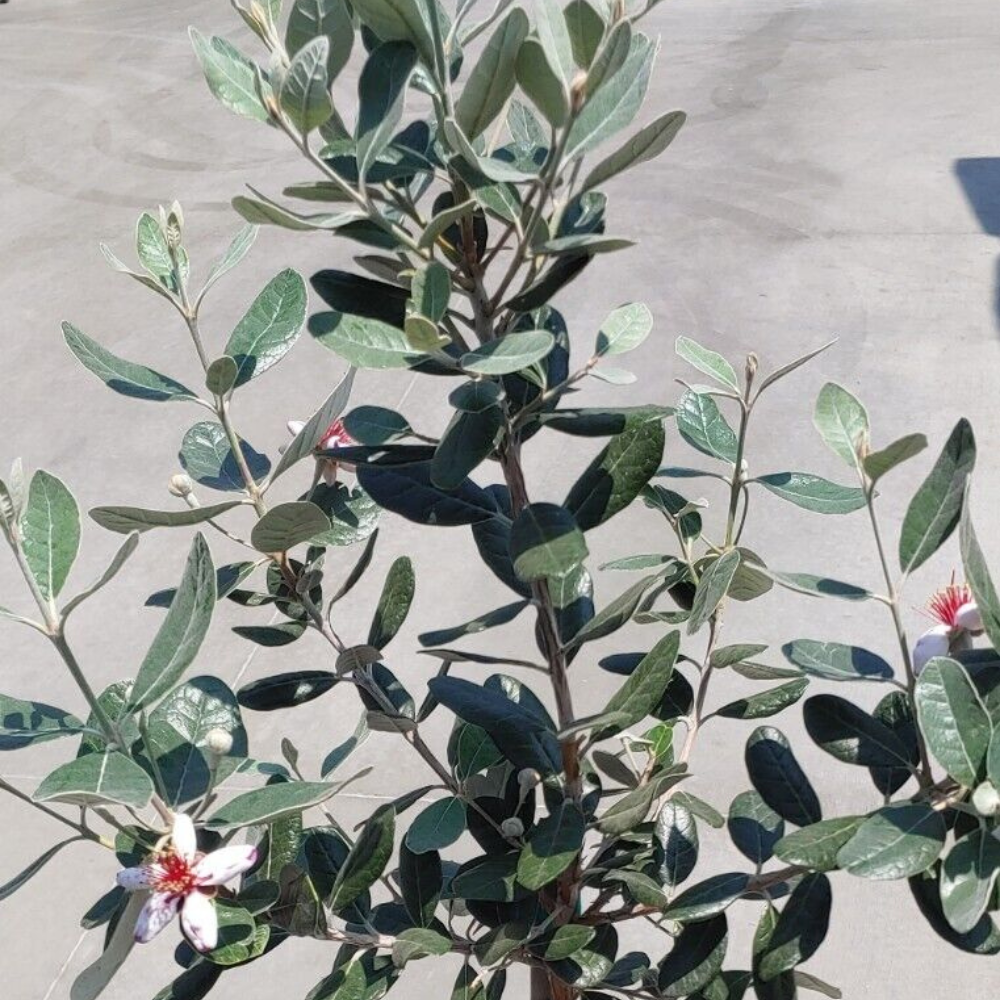 Pineapple Guava (Feijoa Sellowiana 'Nazemetz') Tropical Fruit Tree (4~5 Feet Height)