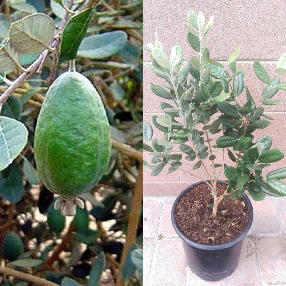 guava pineapple plant Pineapple Guava (Feijoa Sellowiana 'Nazemetz') Tropical Fruit Tree (3 Feet Height)