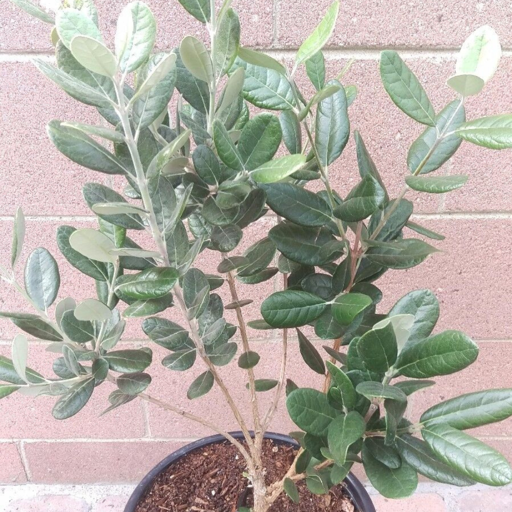 Pineapple Guava (Feijoa Sellowiana 'Nazemetz') Tropical Fruit Tree (3 Feet Height)
