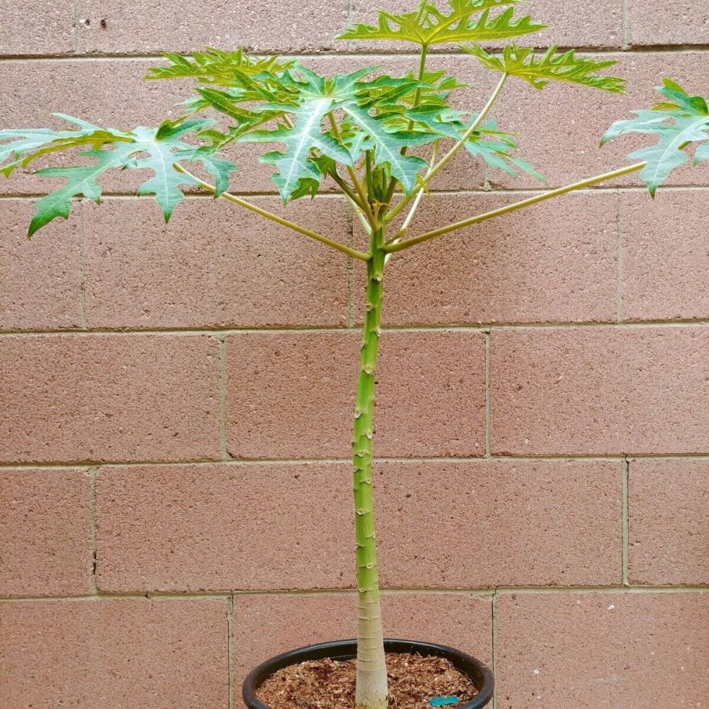 Dwarf Papaya (Braziliam) Tropical Fruit Tree