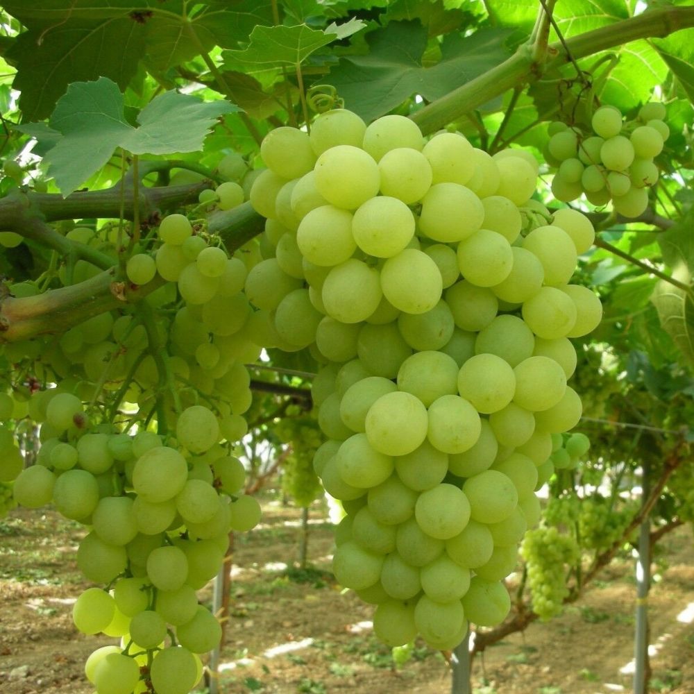 Thompson Seedless Grape Vine Fruit Tree (25~30 Inch Height)