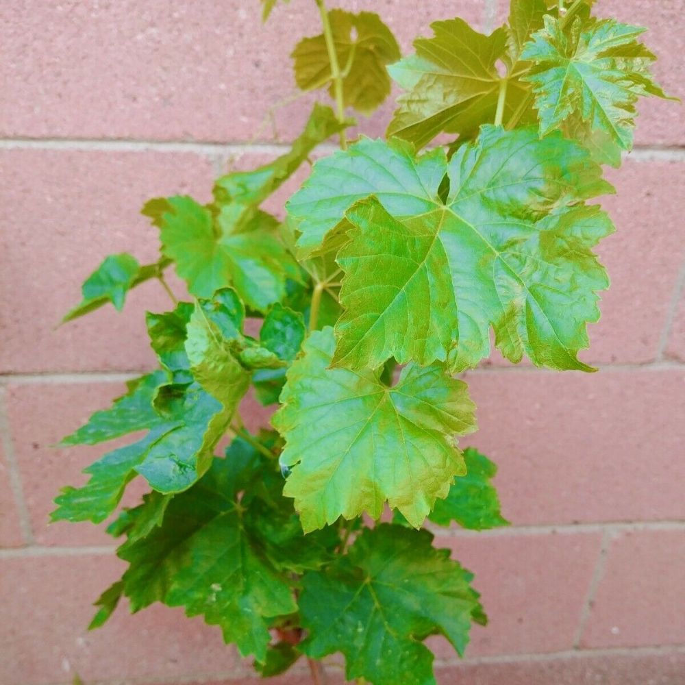 Thompson Seedless Grape Vine Fruit Tree (25~30 Inch Height)