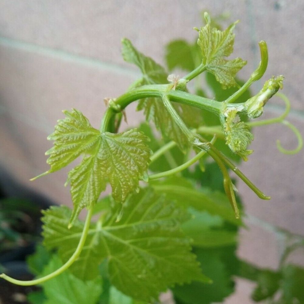 Thompson Seedless Grape Vine Fruit Tree (25~30 Inch Height)