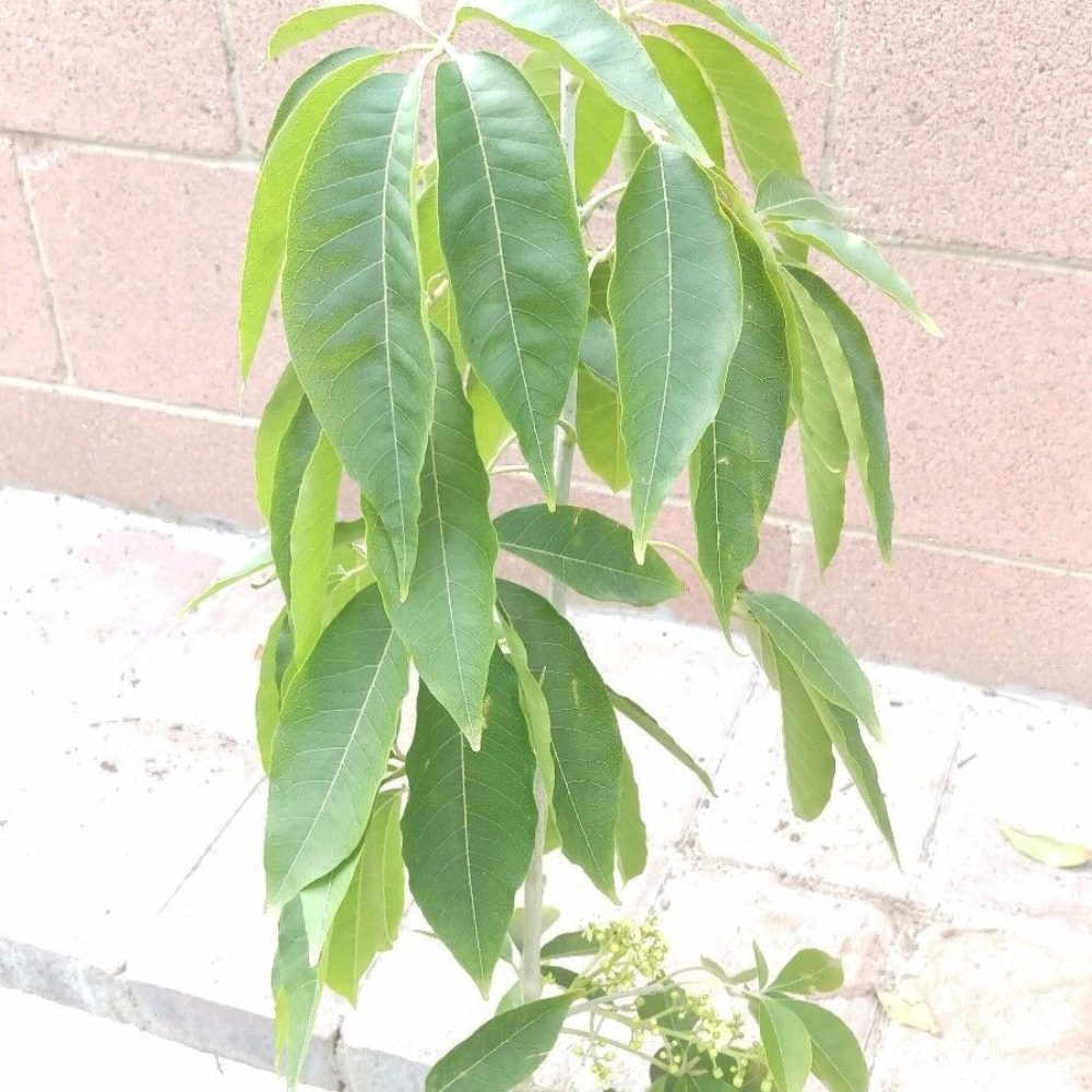 Vernon White Sapote Tropical Fruit Tree