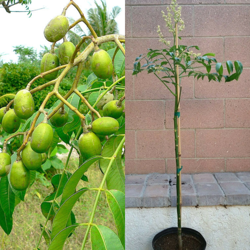 Spondias Dulcis (June Plums) Tropical Fruit Tree (30~36 Inch Height) | www.seedsplantworld.com
