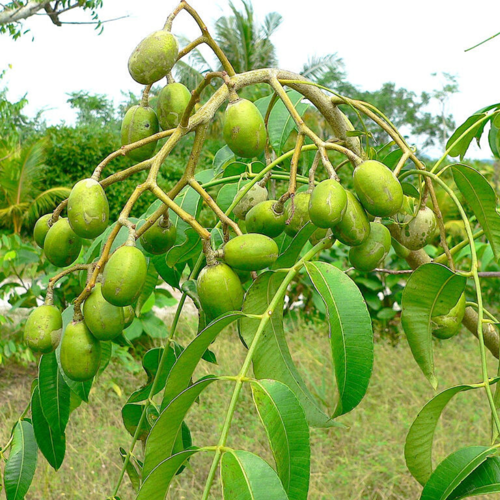 Spondias Dulcis (June Plums) Tropical Fruit Tree (30~36 Inch Height)