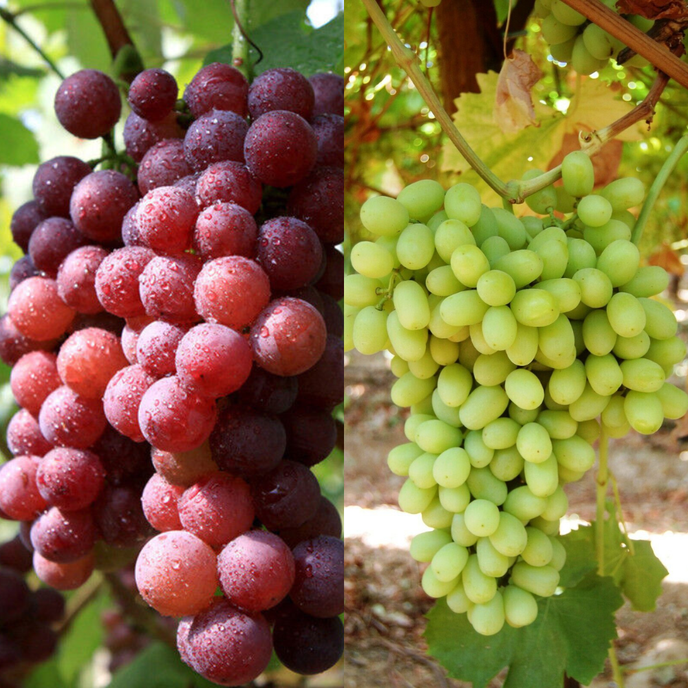 2 Seedless Grape Vine (Red Flame and Thompson) Fruit Trees