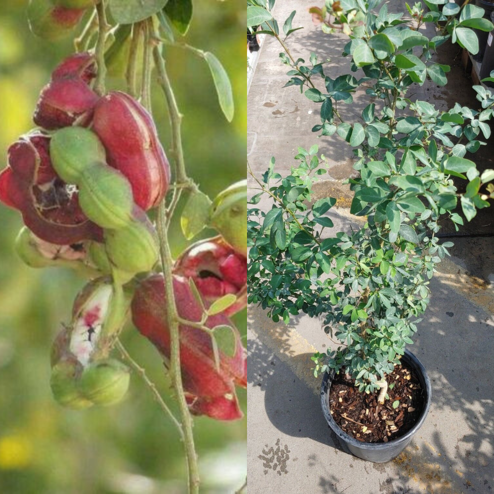 Guamuchil (Pithecellobium dulce) Fruit Tree