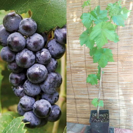 Mars Seedless Grape Vine Fruit Tree | www.seedsplantworld.com